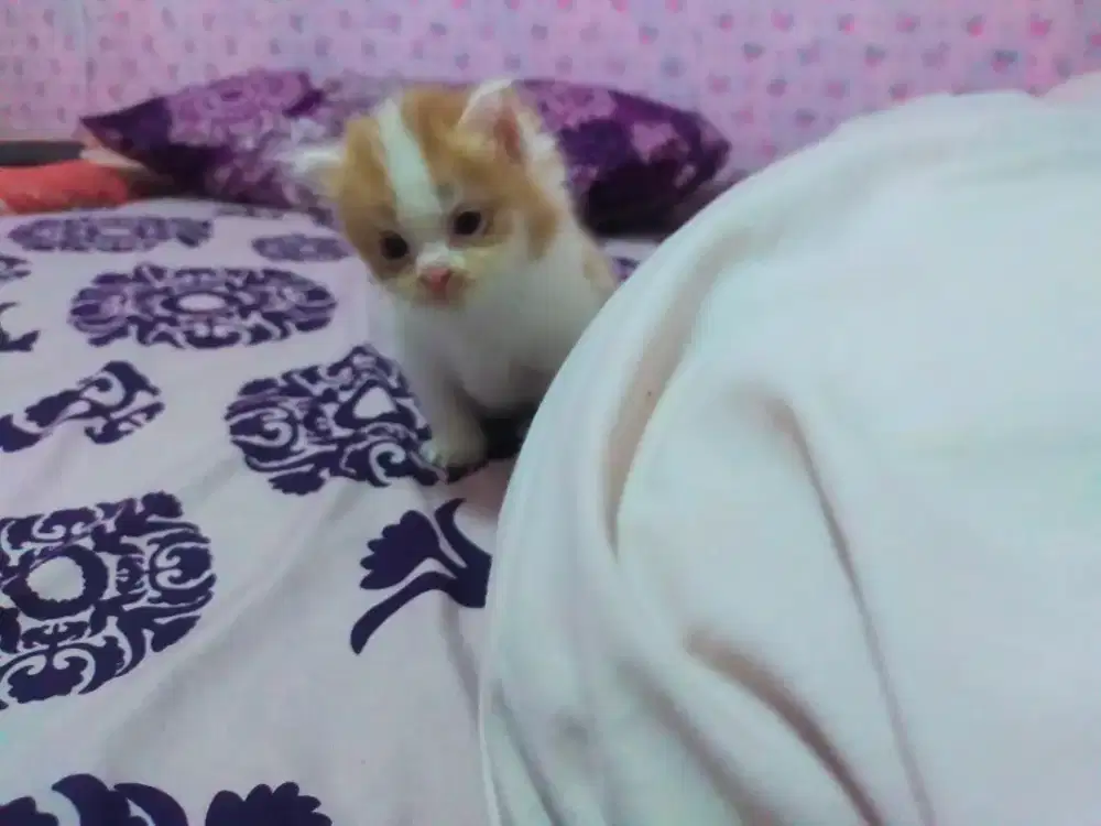 Kucing a2 gemoy lucu