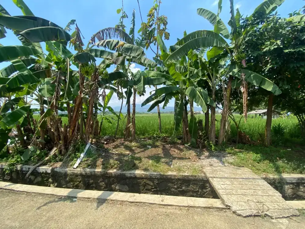 LAHAN SAWAH LUAS 2300 METER PERSEGI DI KLAPANUNGGAL BOGOR
