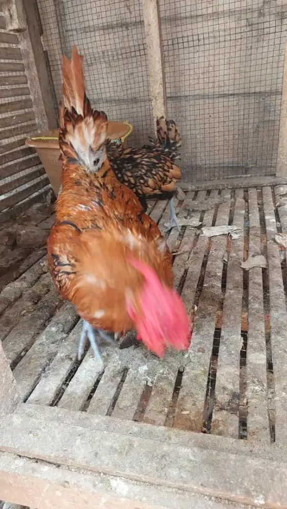 Ayam batik  sepsang siap produksi
