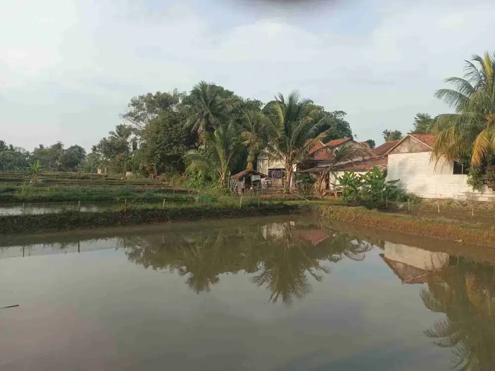 EMPANG IKAN AKTIF 874 M² SHM CISEENG-BOGOR – COCOK AGRIBISNIS & AGROWISATA