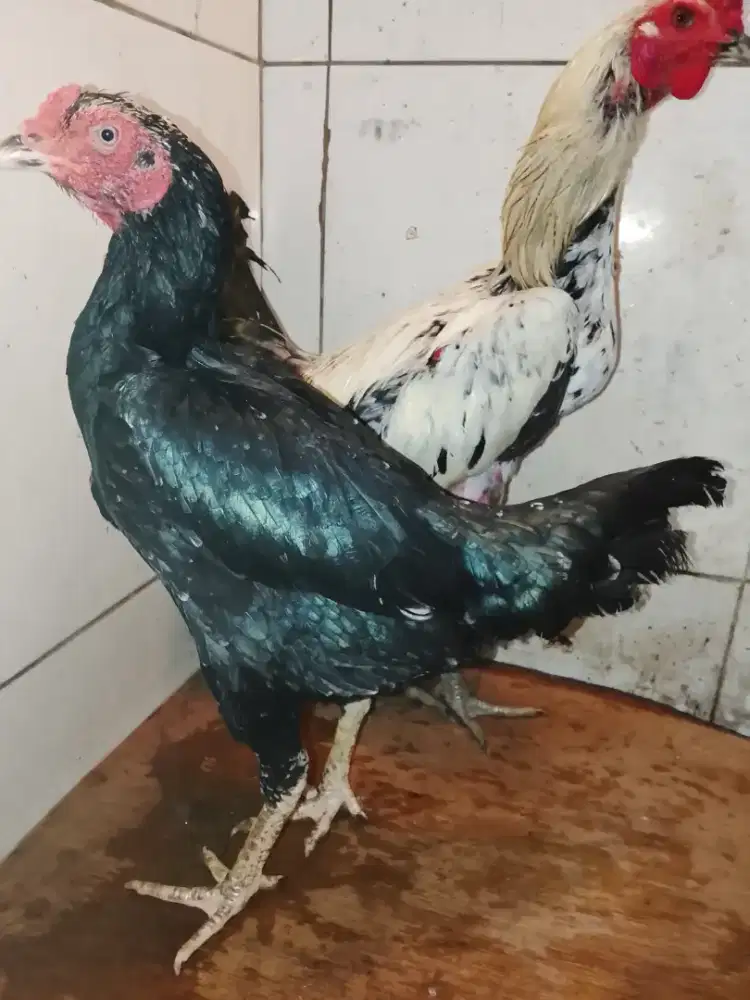 Ayam Bangkok sepasang  jual cepat hari ini