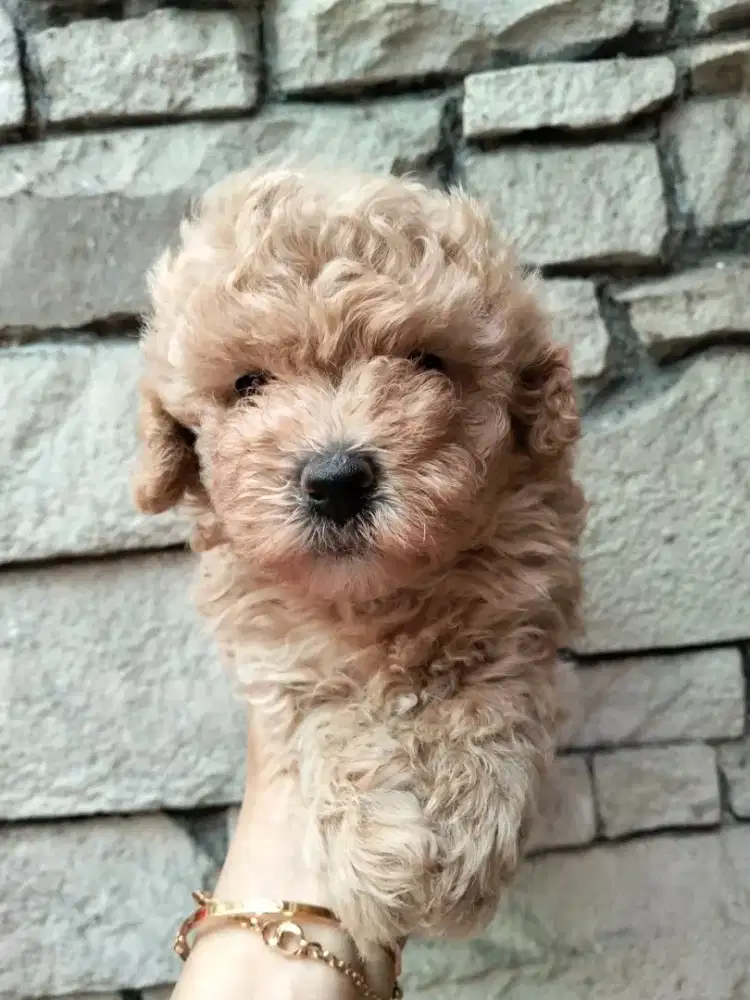 Toy Poodle Jantan