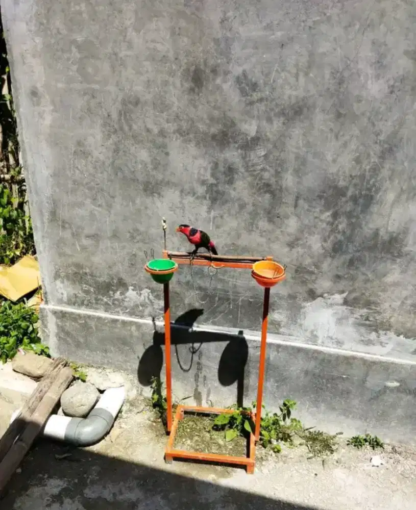 burung muripapua jinak bawel