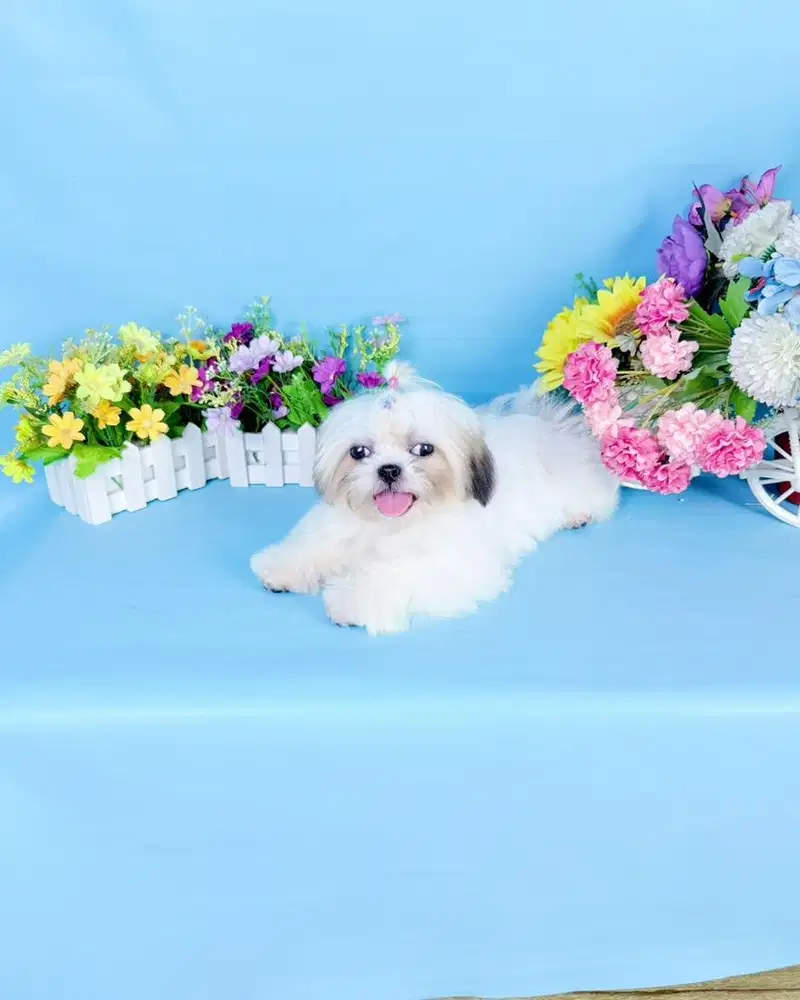 mini shihtzhu size kecil sitsu shitsu sitzhu shitshu shihtzu shitzu