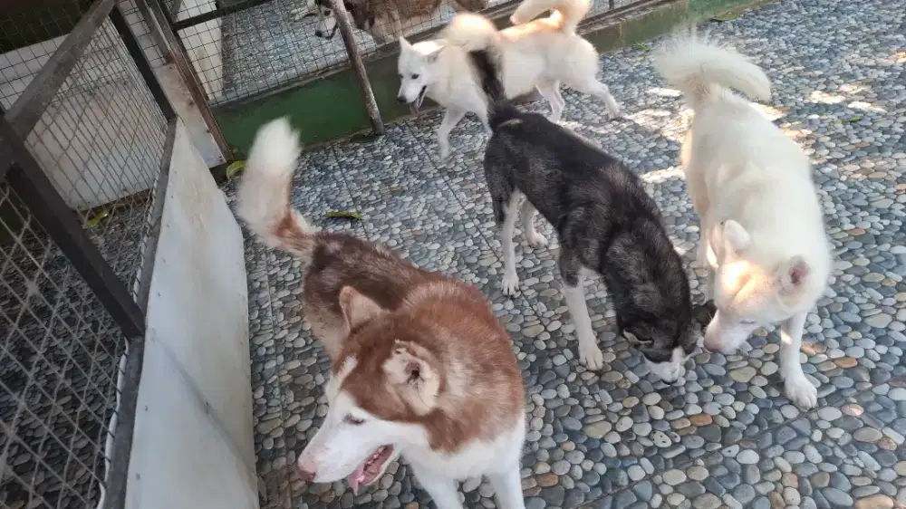 Anjing Siberian Husky Dewasa