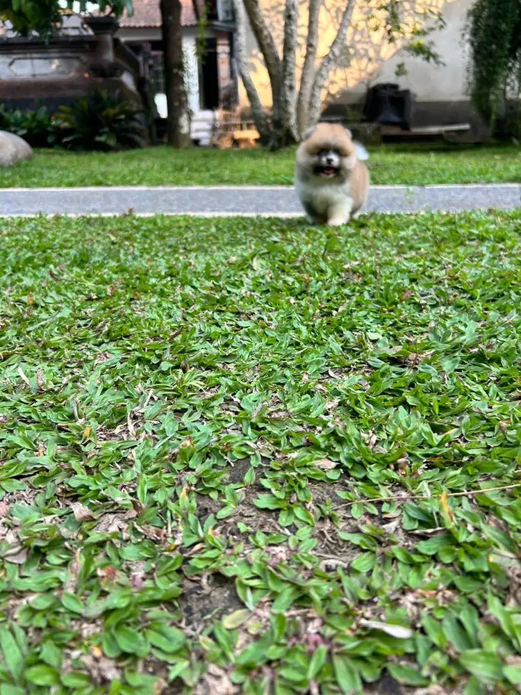 Minipom jantan cakep  cakep
