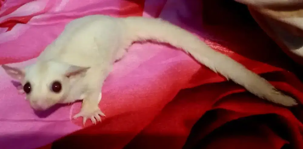 Sugarglider  sugar glider cremino
