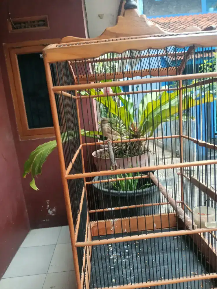 Jual black strot gacor maju ke buka sayap