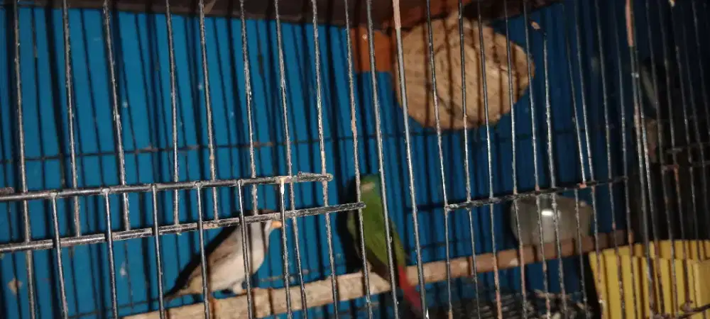 Zebra Finch hybrid bondol ijo fulset