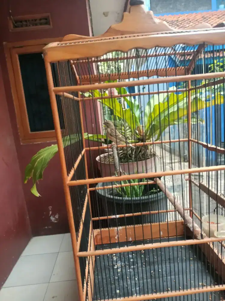 Jual burung black strot