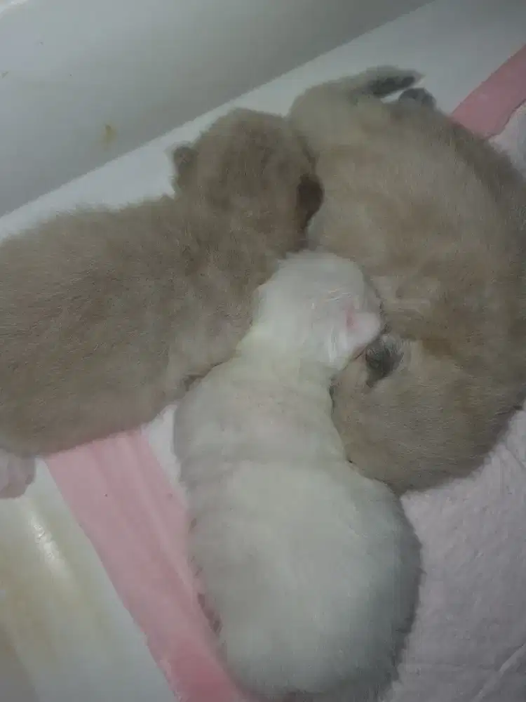 RAGDOLL JATAN DAN BETINA
