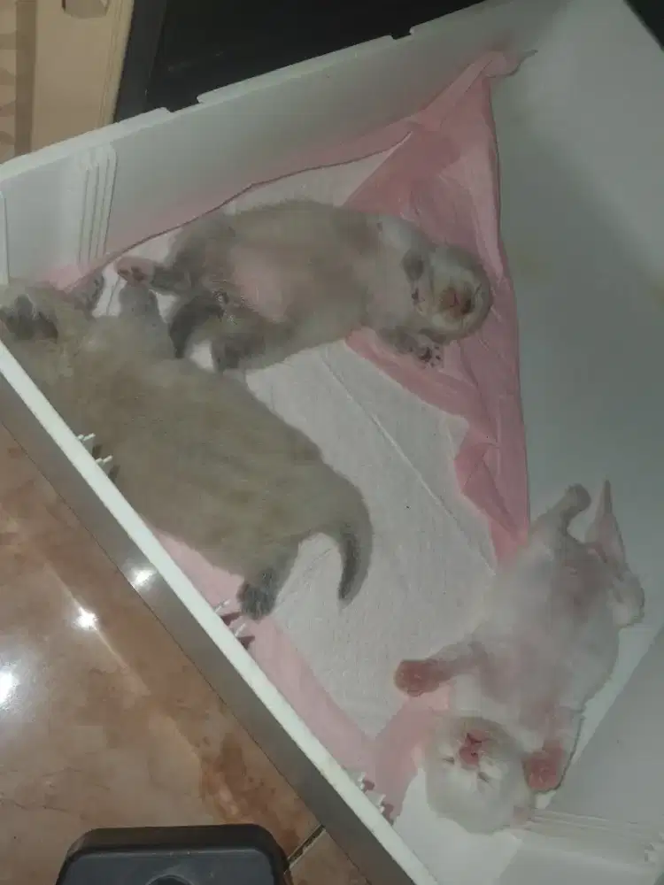 RAGDOLL MATA BIRU JANTAN DAN BETINA