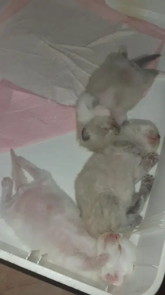 RAGDOLL KITTEN JANTAN DAN BETINA