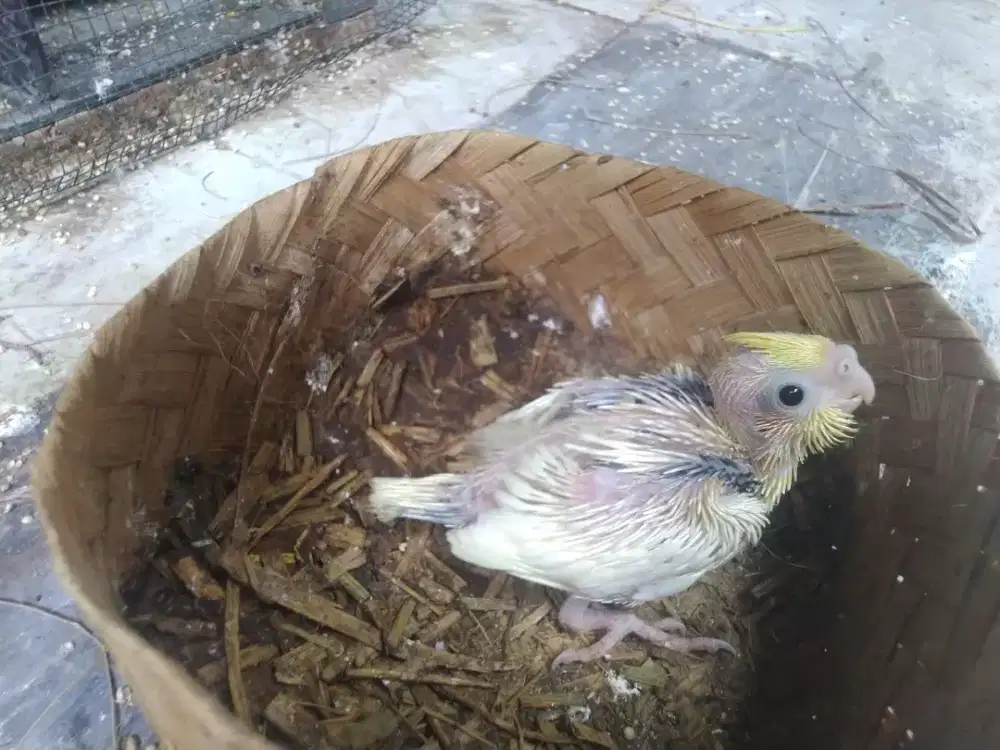 Lolohan burung falk