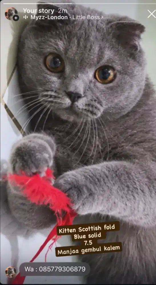 Kucing Scottish fold jantan jakarta selatan