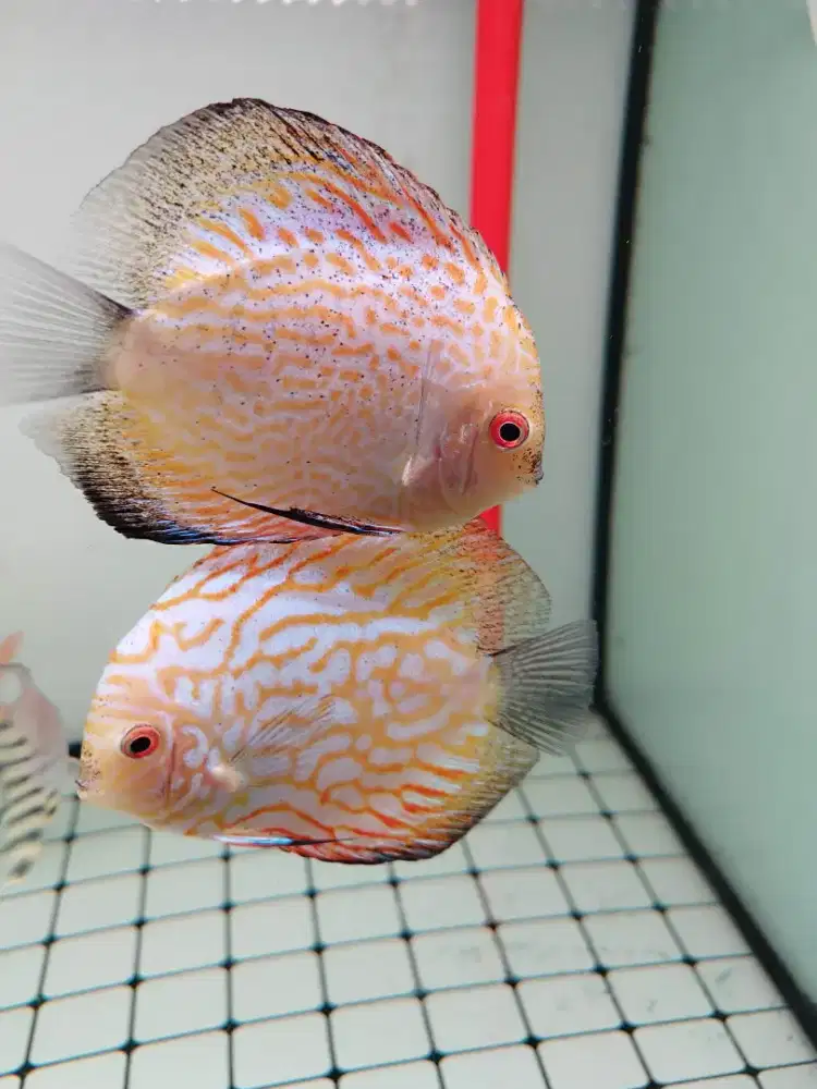 ikan discus sepasang 5 jari dan 4 jari