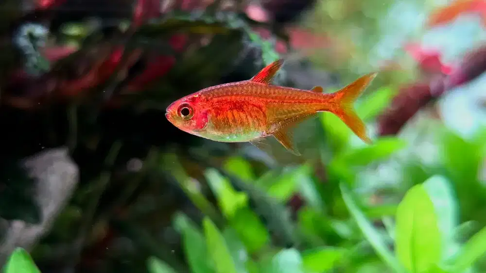 Ikan Ember Tetra 4ekor 10k
