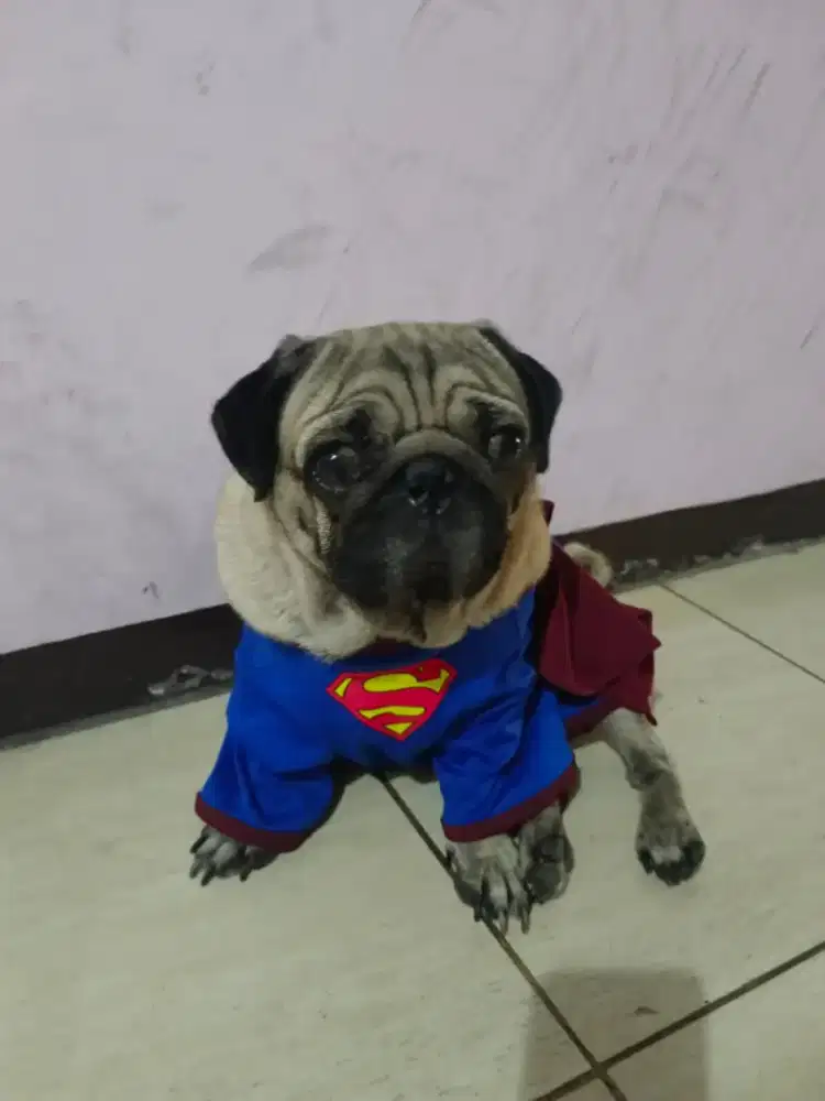 Di jual Pug jantan Dewasa