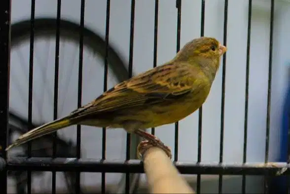 Burung kenari AFS