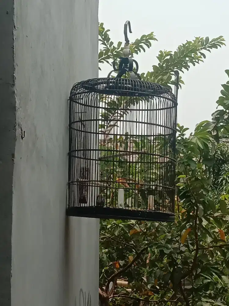 Kandang murai tambpa tembok