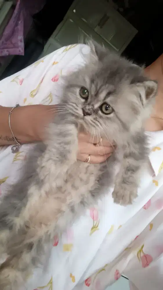 KUCING JANTAN BULU KAPAS