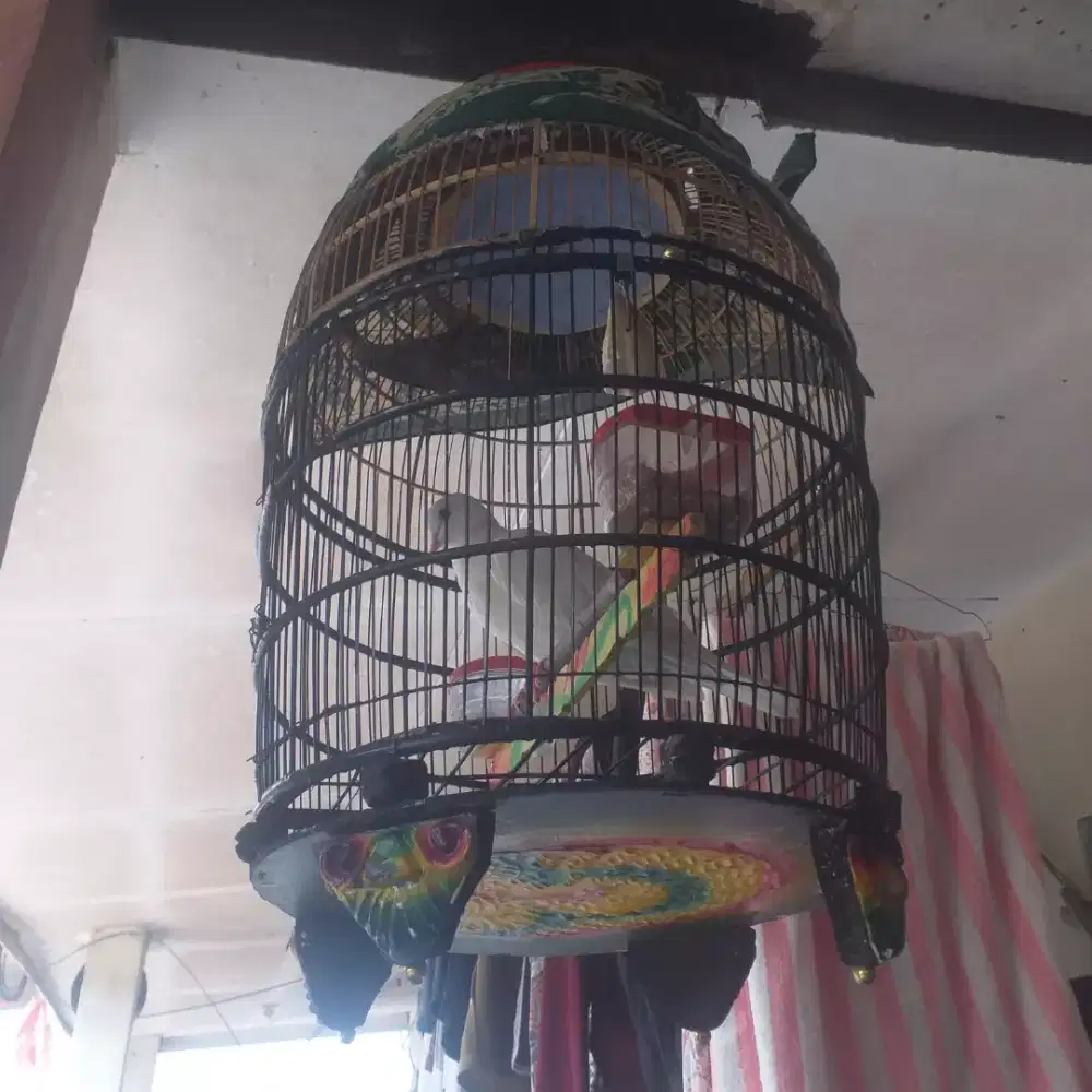 Puter albino mata merah