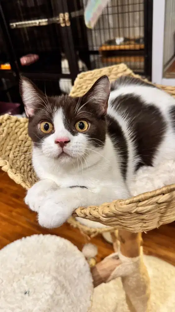 Bsh bicolor white cinnamon