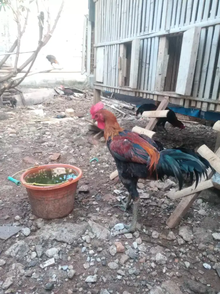 Ayam pelung jenggeran body besar