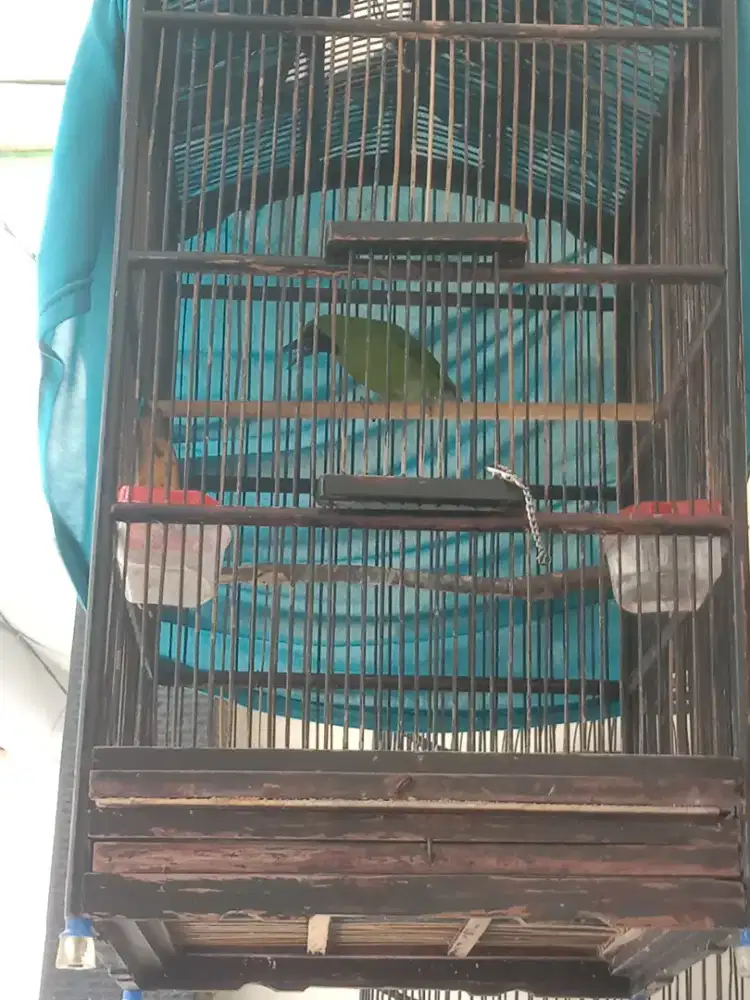 Burung murai ijo nya medium ful set