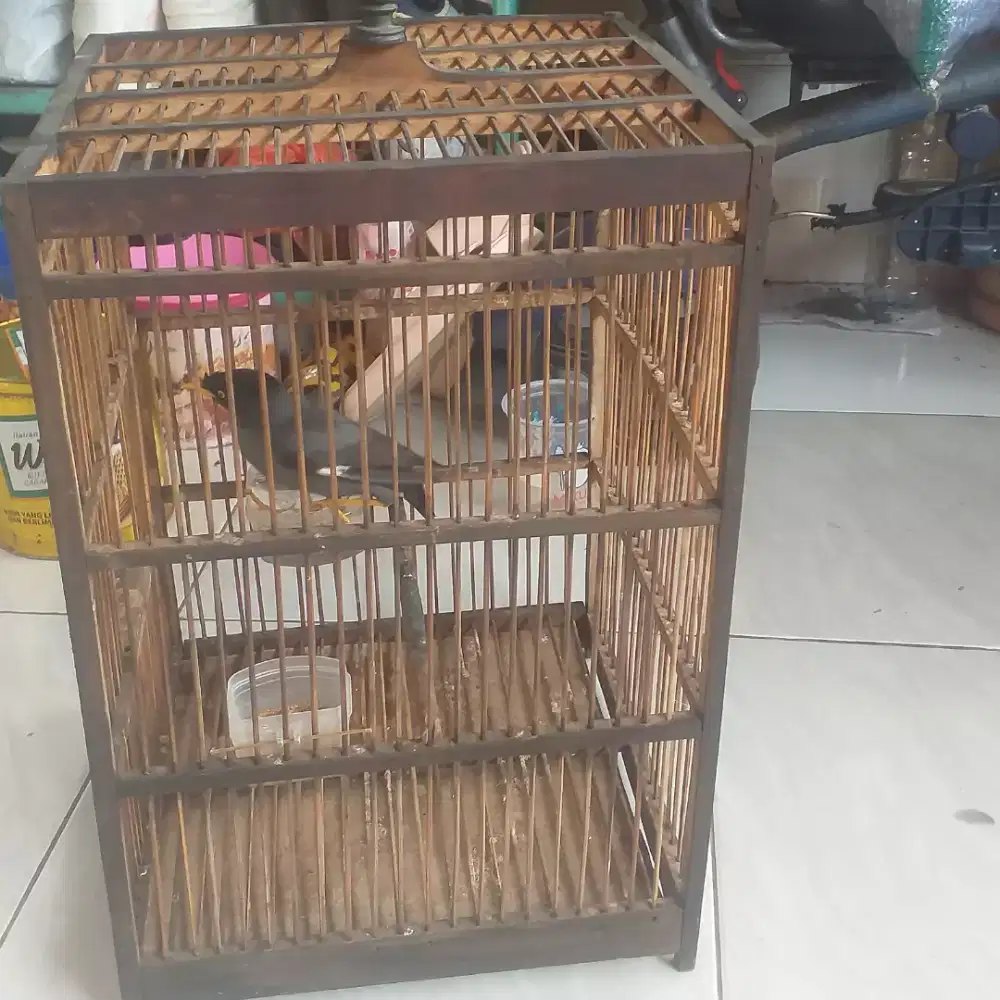 Jalak kebo makun
