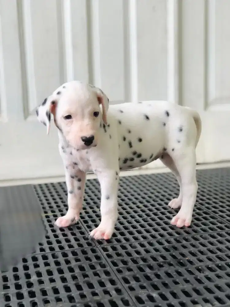 Anjing dalmatian puppy betina