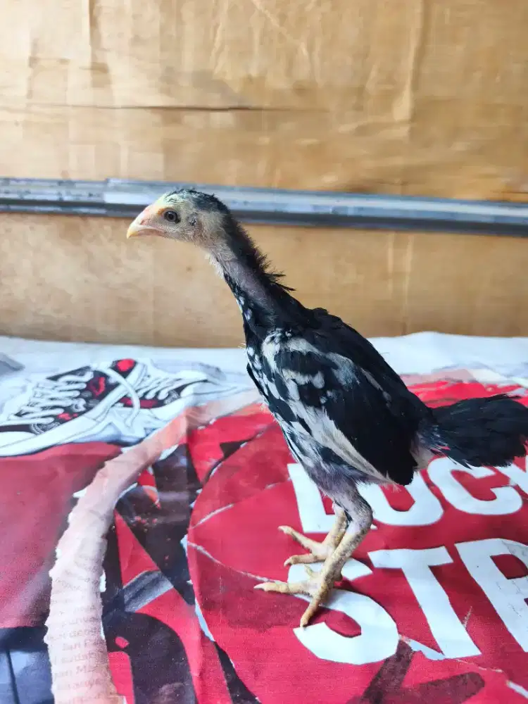 Ayam bangkok Bibit bagus