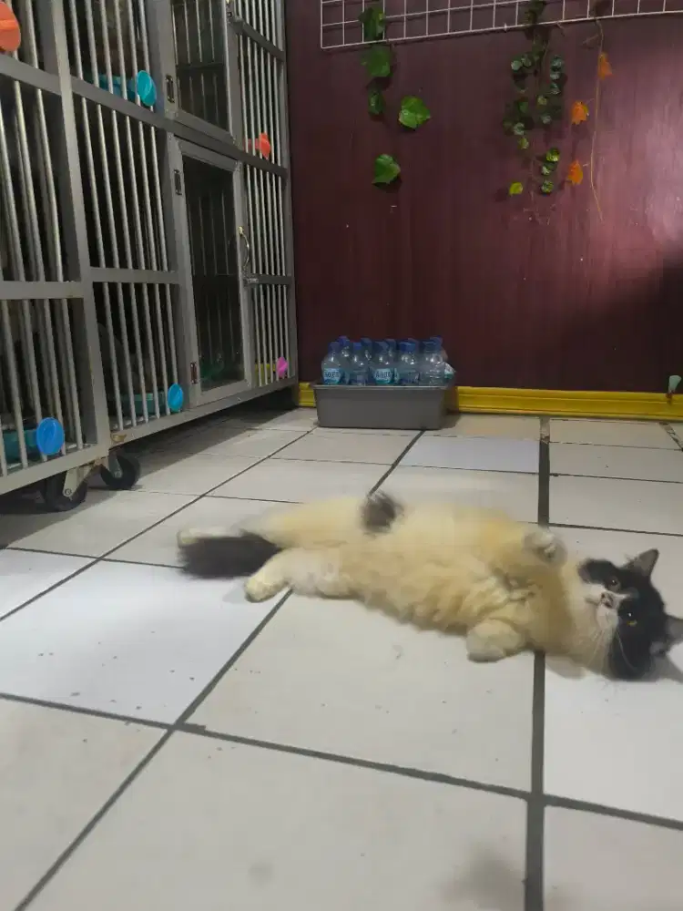 kucing persia betina