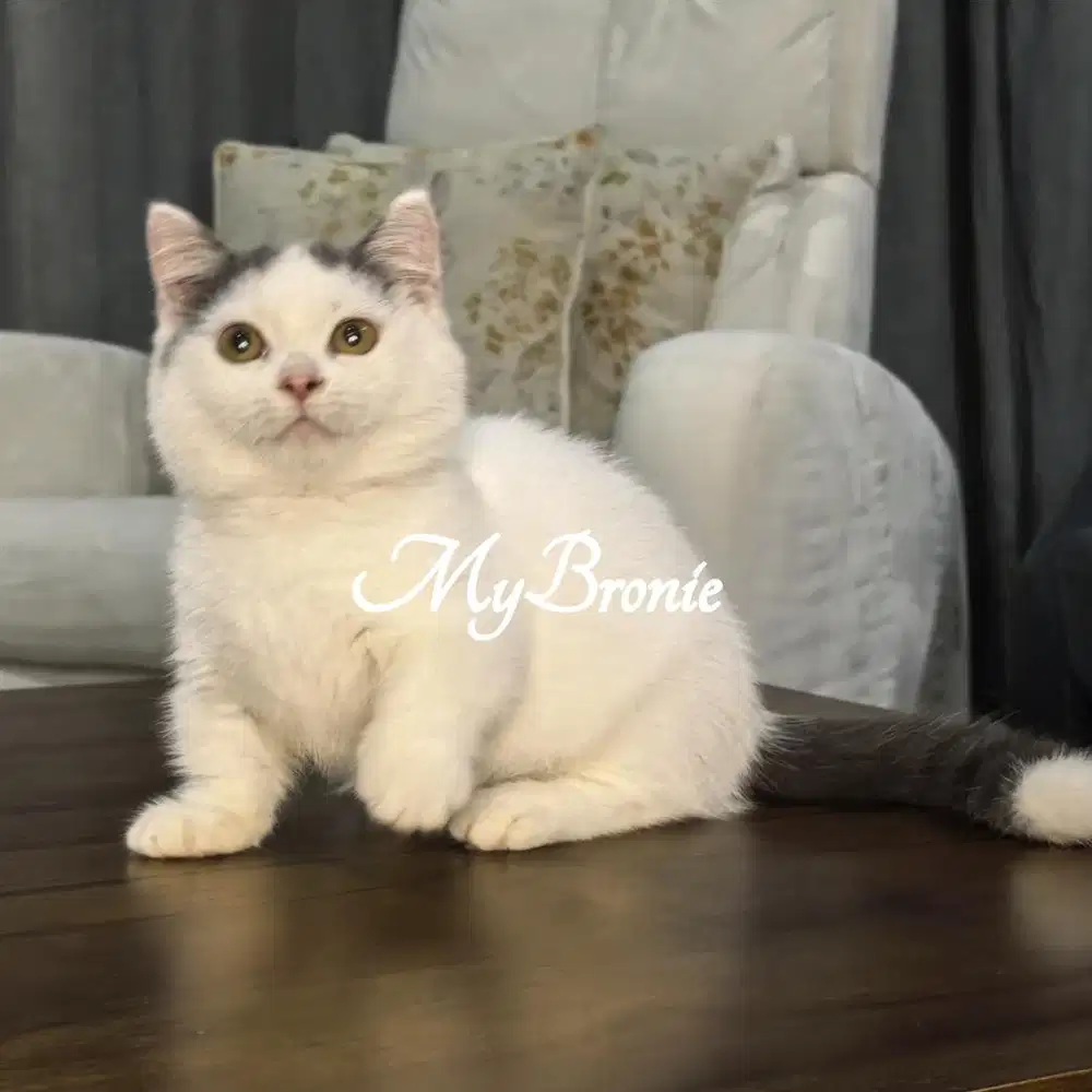Kucing munchkin british shorthair betina