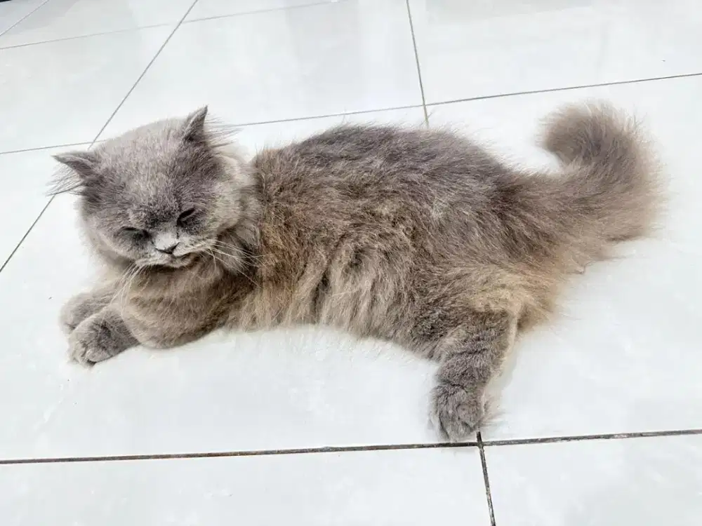 Munchkin BLH Jantan