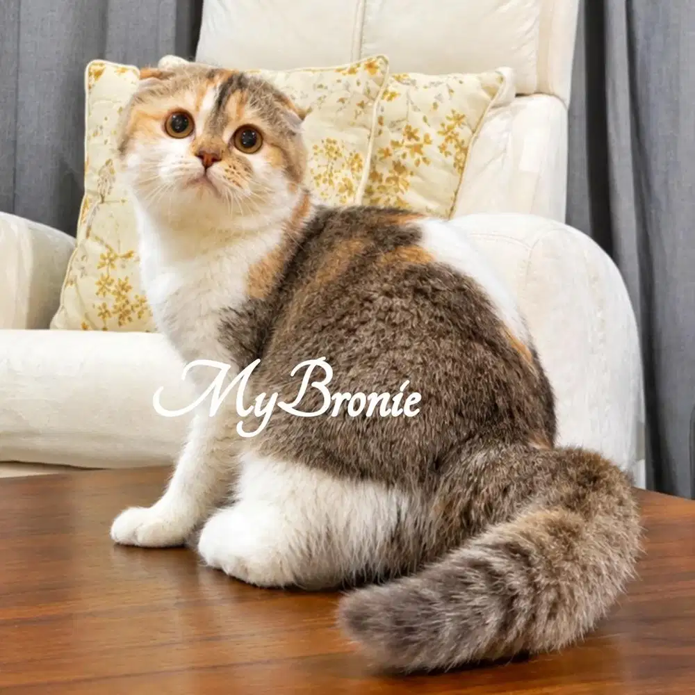 Kucing scottish triple fold betina