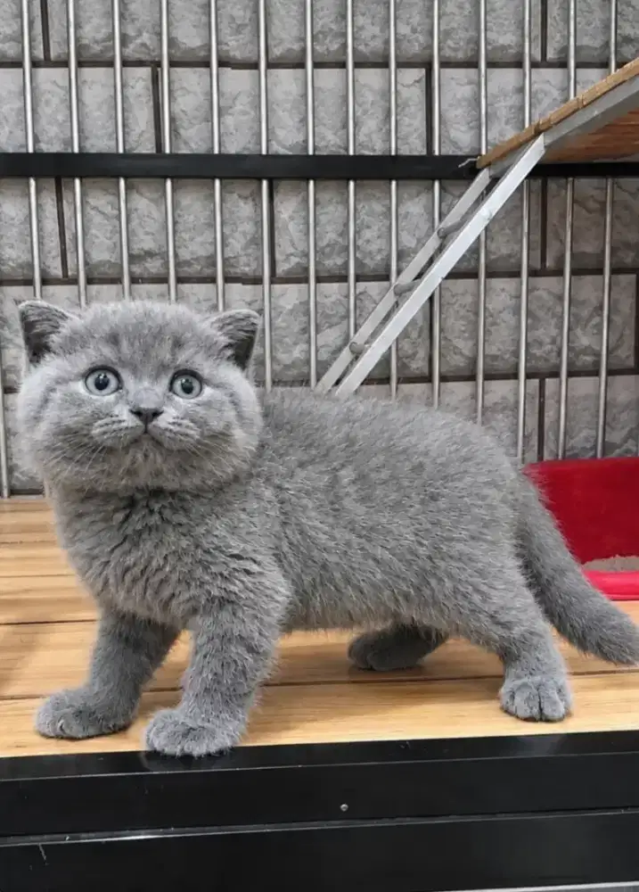 Bsh Sf Blue Betina