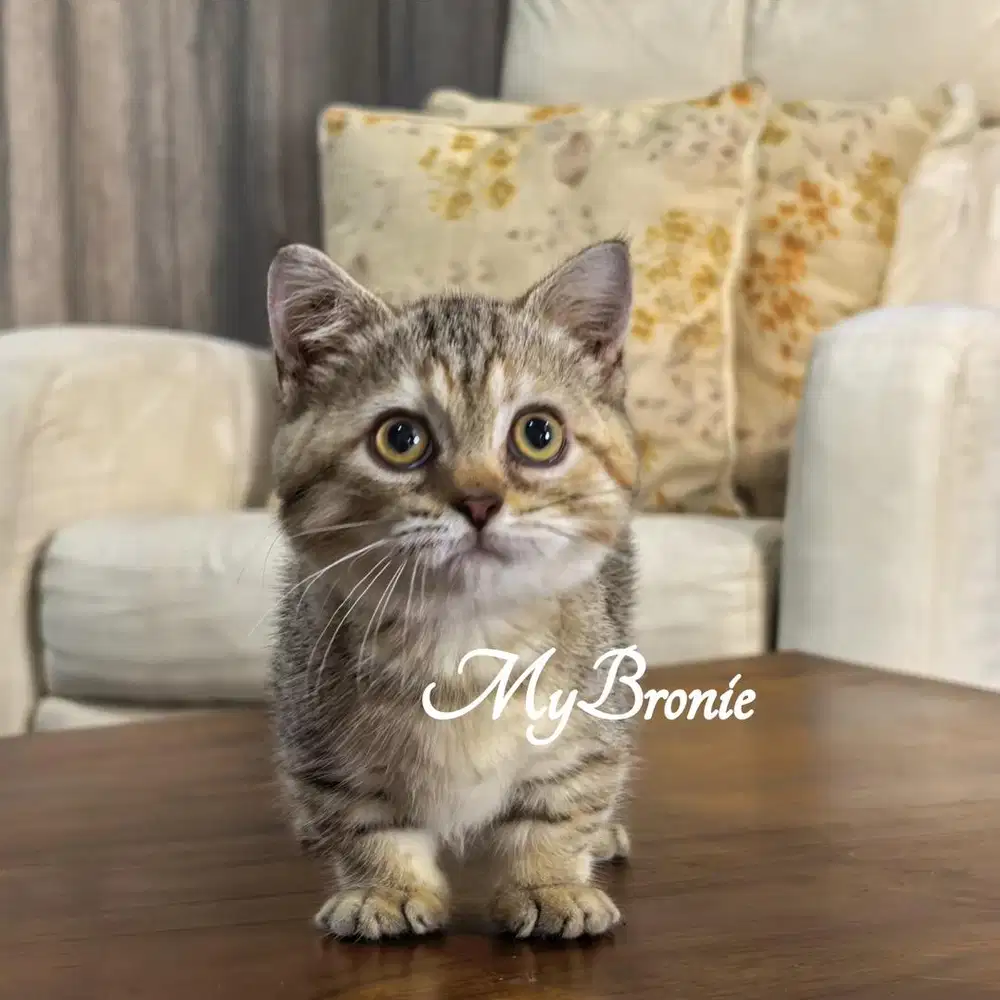 Kucing munchkin british shorthair