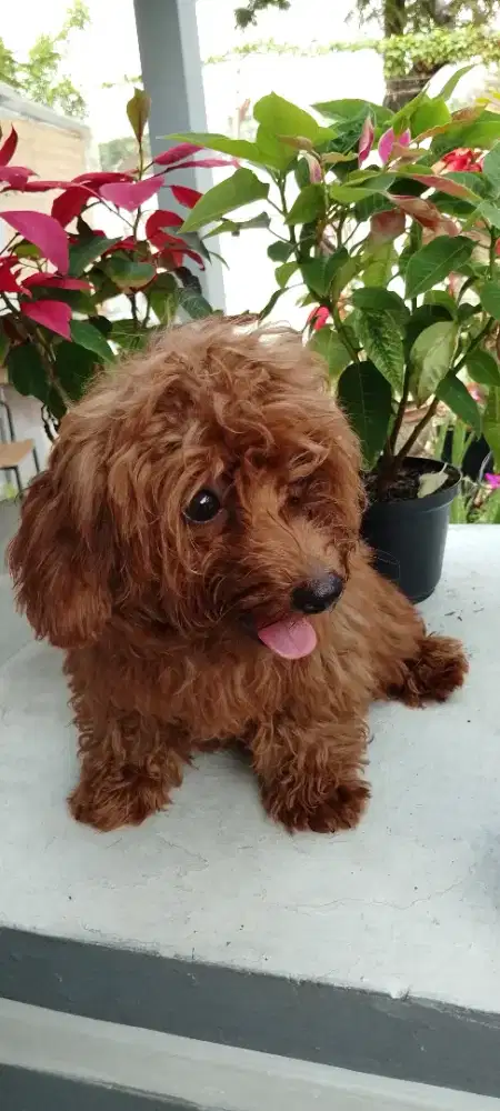 Pudel lucu jantan