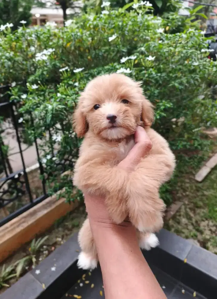 Puppy Maltepoo jantan