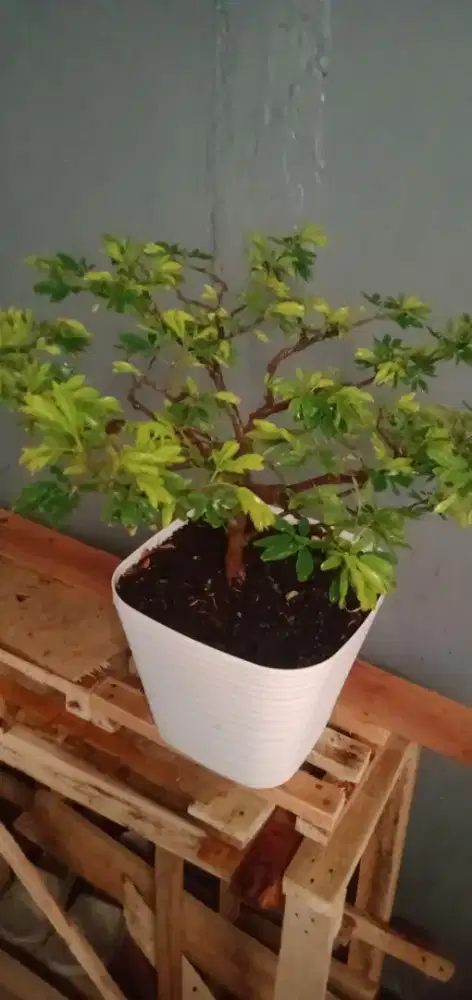 Bonsai Kaliandra surimanensis