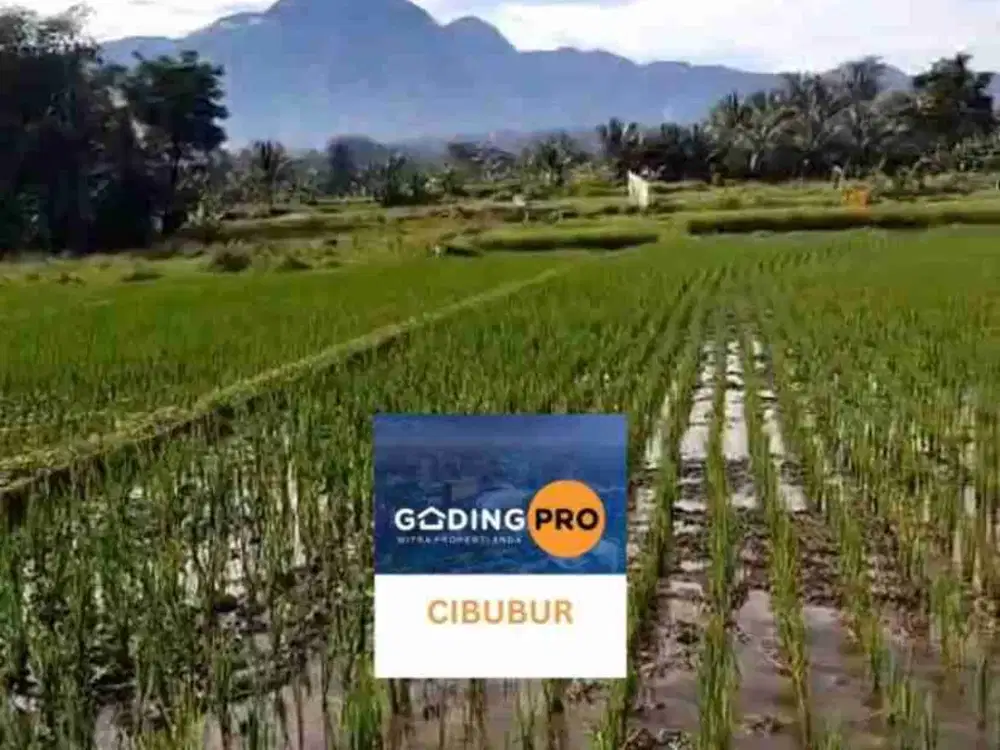 Dijual tanah siap bangun, Di daerah pasar selasa Ciampea Udik