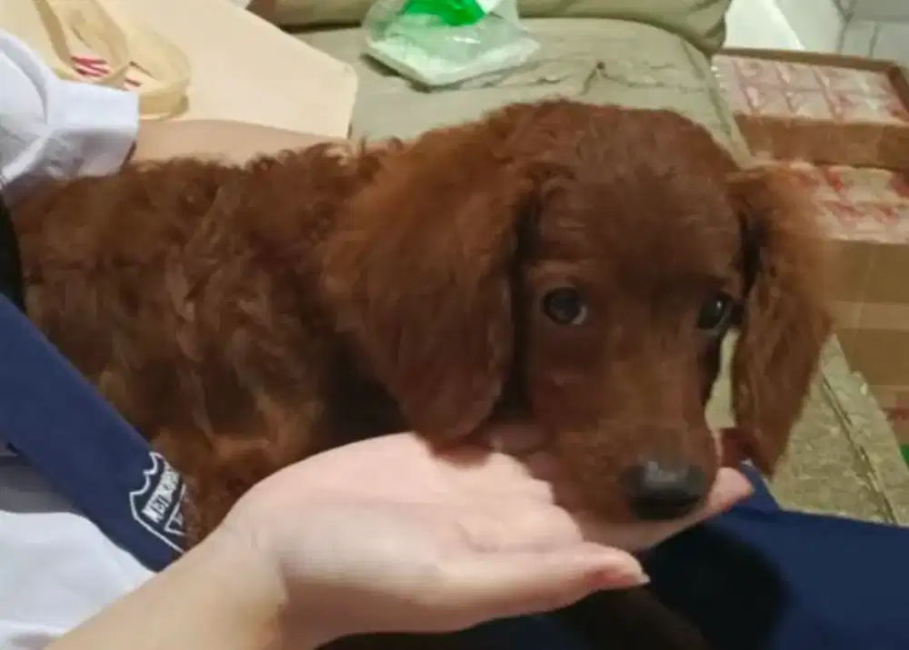 Pure breed red poodle