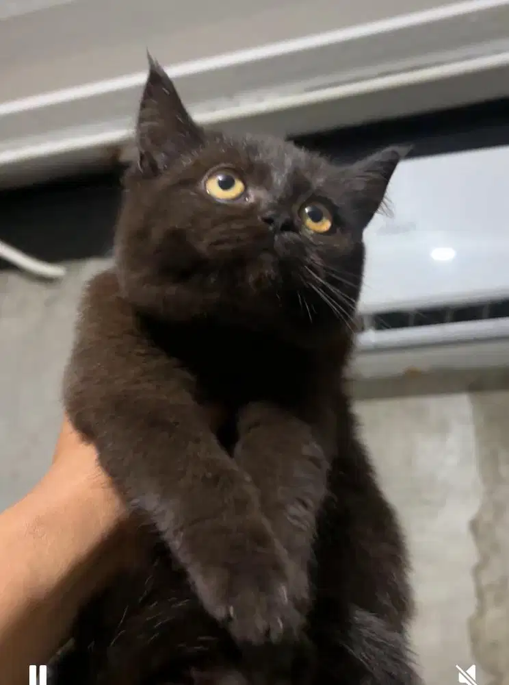 Kucing British Shorthair