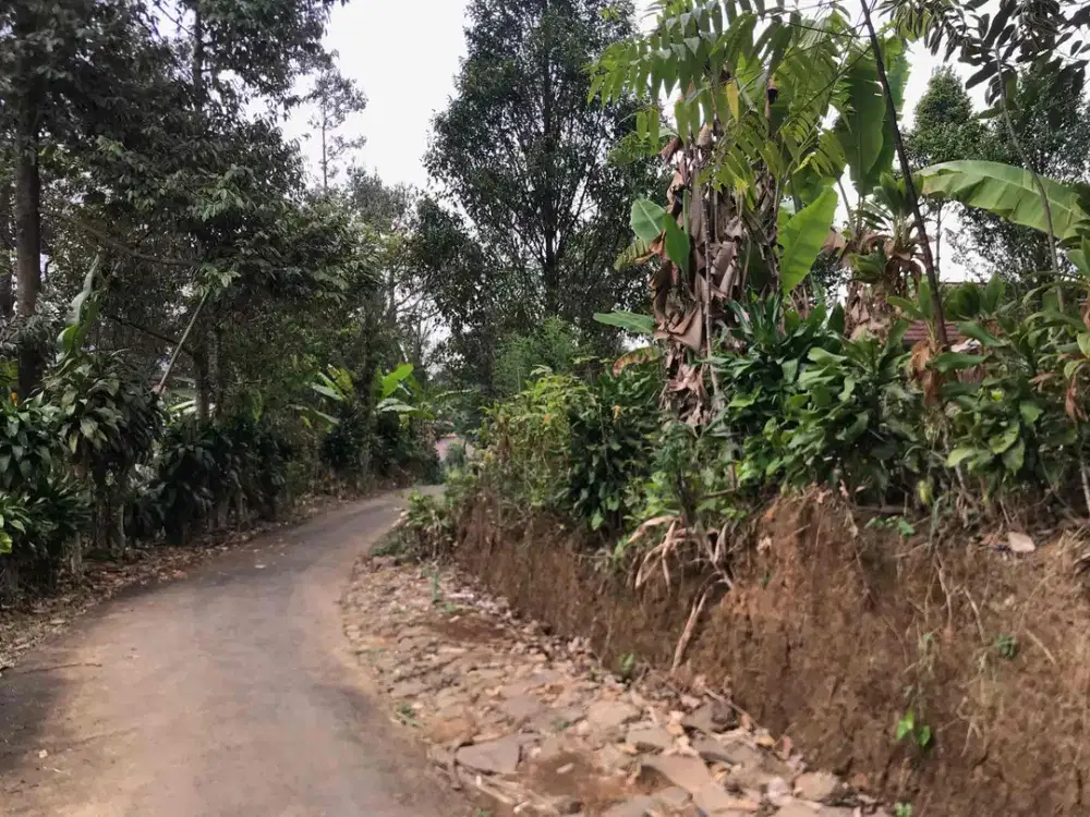 Di Jual Kebun Jeruk ,Dekat Jln Kabupaten