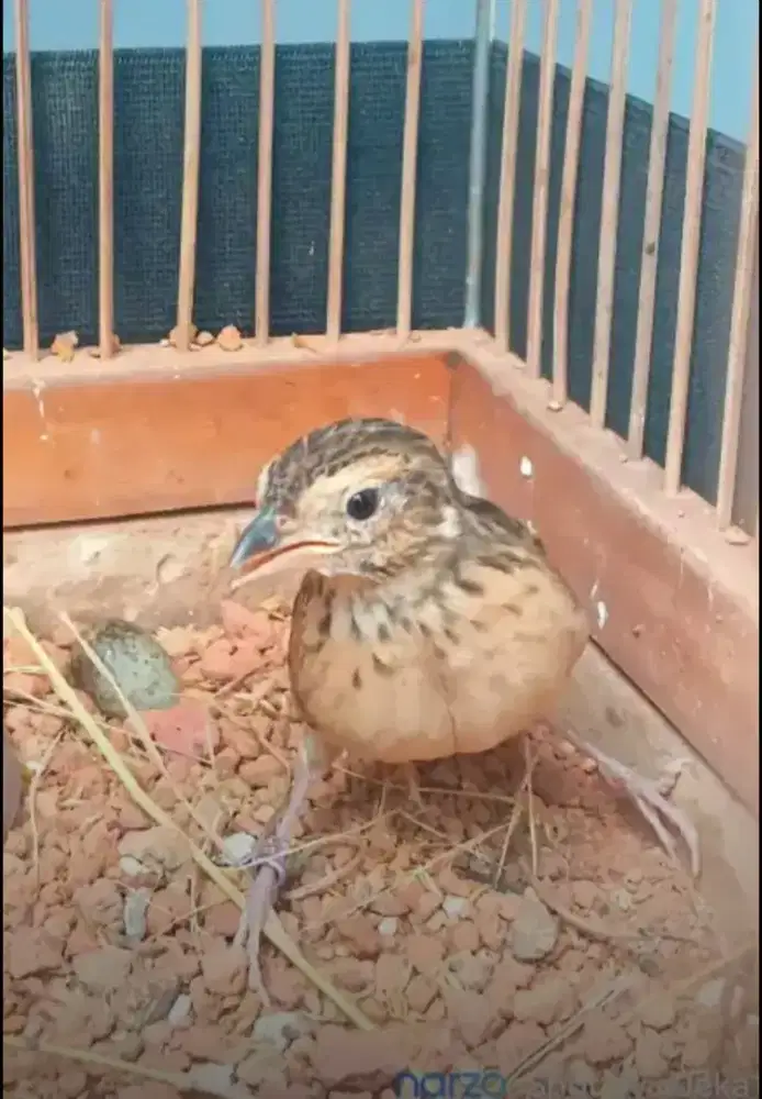 Branjangan betina javanica