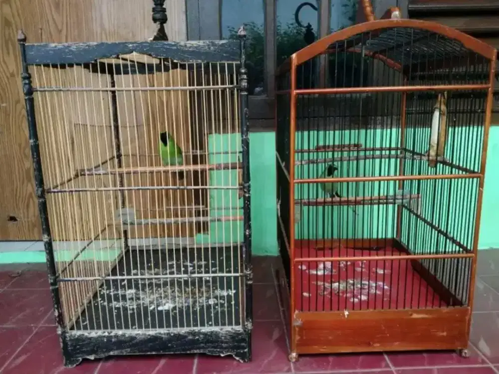 ikut jual burung cucak jawa big ada 2 pilih aja