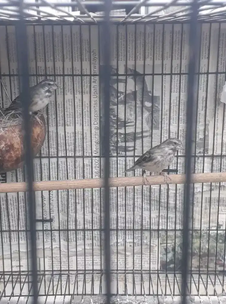 ikut jual burung blackthroat sepasang sudah produksi