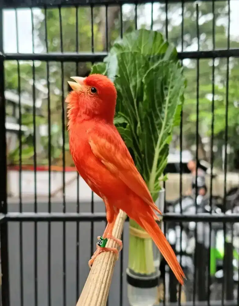 ikut jual burung kenari red/merlok gacor ada 2 ekor