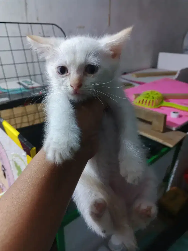 Kitten redpoint 2bln
